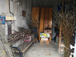 Lagerung der Palmkätzchen 2019